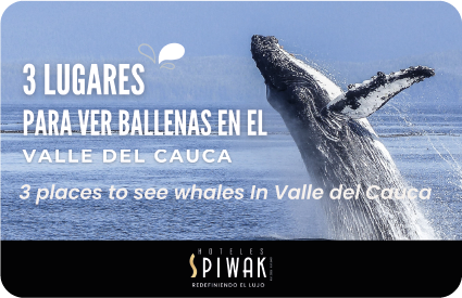 ¿Dónde ver ballenas en Colombia?