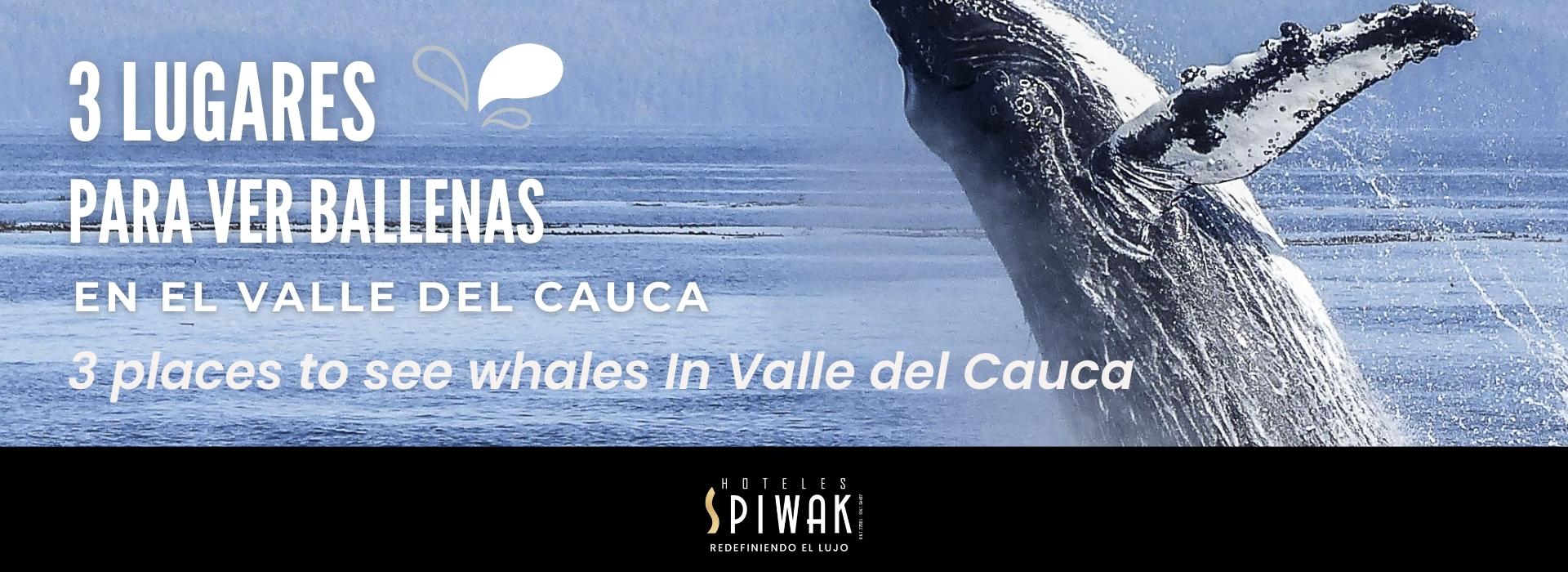 ¿Dónde ver ballenas en Colombia?