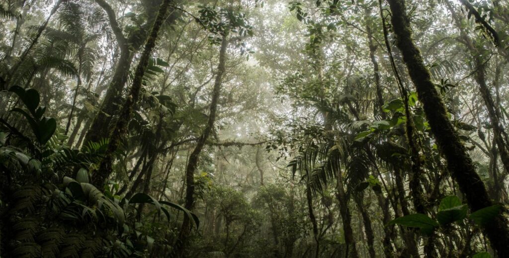 FOTO REFERENCIA BOSQUE DE NIEBLA SAN ANTONIO, KILOMETRO 18 BLOG SPIWAK