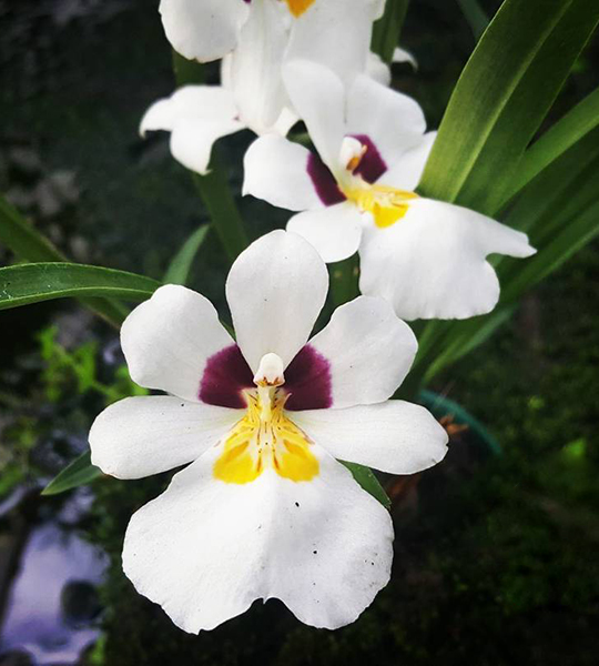 Nuestra orquídea regional: la Reina del Valle